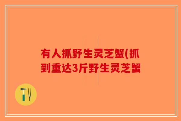 有人抓野生灵芝蟹(抓到重达3斤野生灵芝蟹