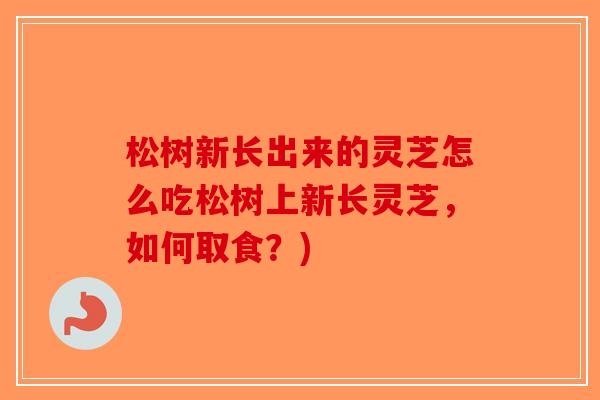 松树新长出来的灵芝怎么吃松树上新长灵芝，如何取食？)