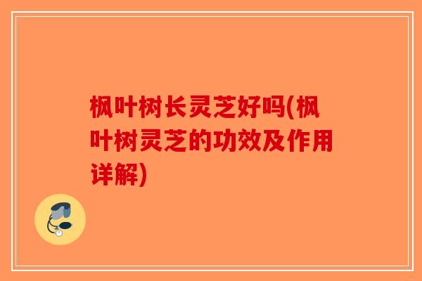 枫叶树长灵芝好吗(枫叶树灵芝的功效及作用详解)