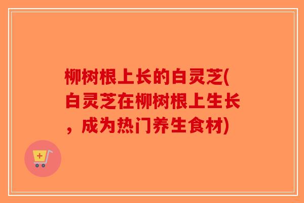 柳树根上长的白灵芝(白灵芝在柳树根上生长，成为热门养生食材)