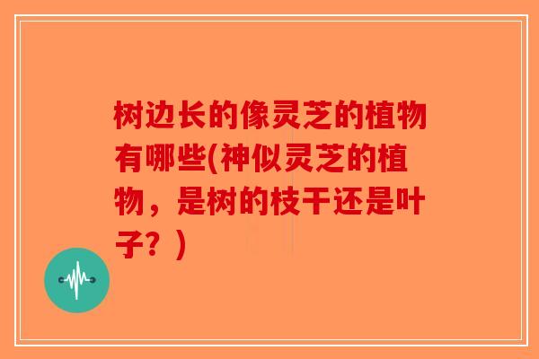树边长的像灵芝的植物有哪些(神似灵芝的植物，是树的枝干还是叶子？)