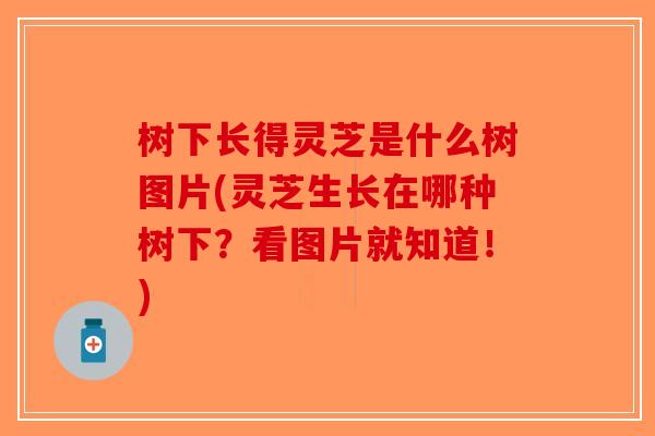 树下长得灵芝是什么树图片(灵芝生长在哪种树下？看图片就知道！)
