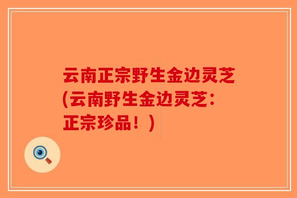 云南正宗野生金边灵芝(云南野生金边灵芝：正宗珍品！)