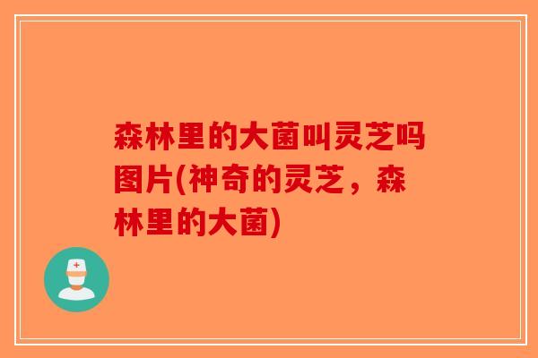 森林里的大菌叫灵芝吗图片(神奇的灵芝，森林里的大菌)
