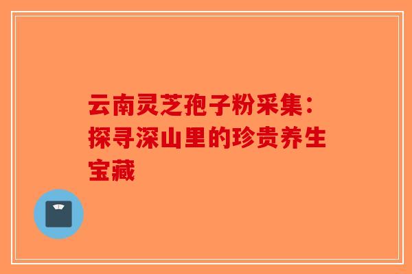 云南灵芝孢子粉采集：探寻深山里的珍贵养生宝藏